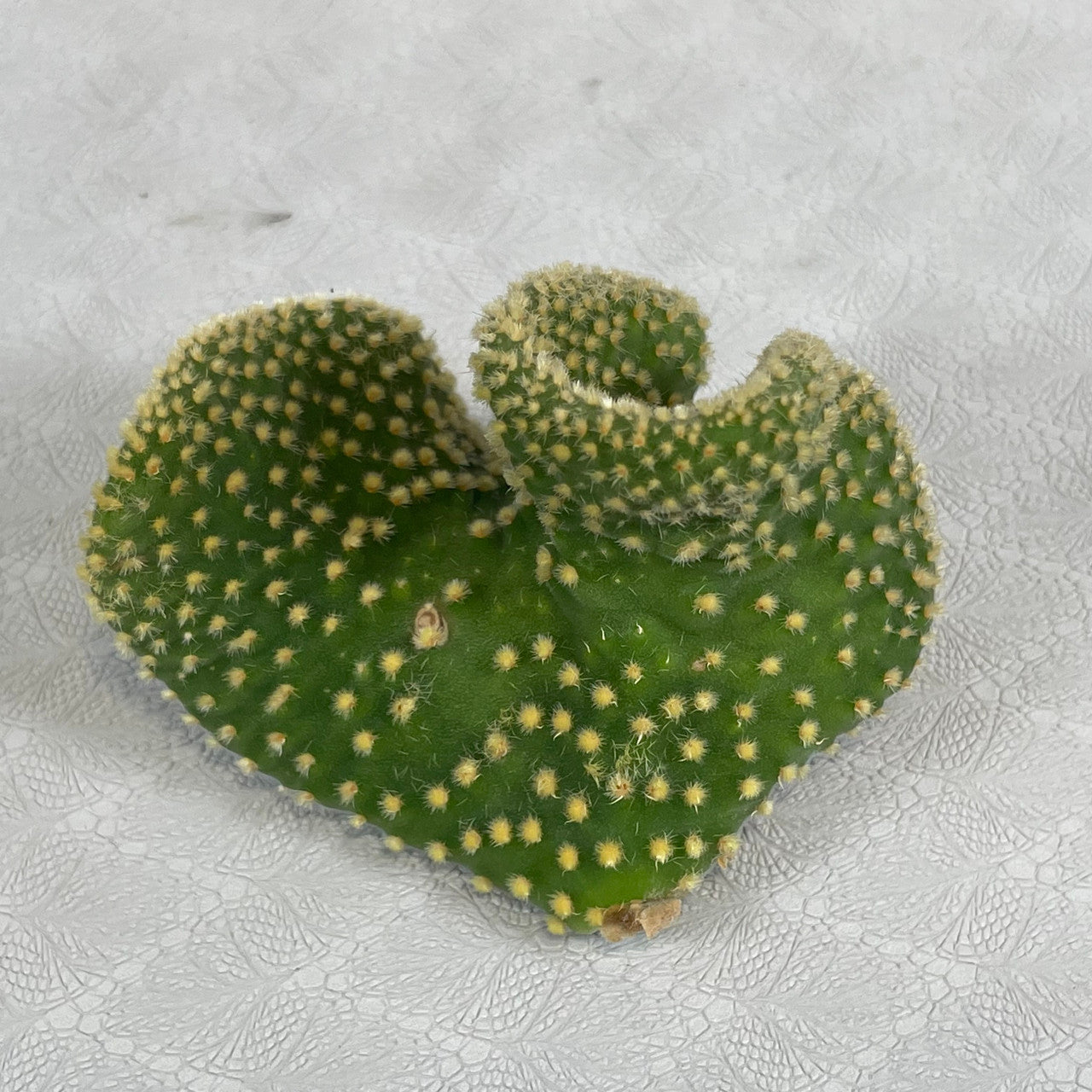 One Opuntia Microdasys Var. Pallida pad
