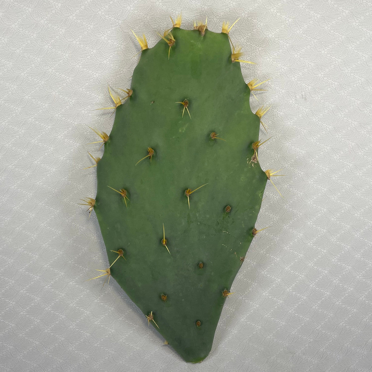 a single opuntia delenii pad for sale