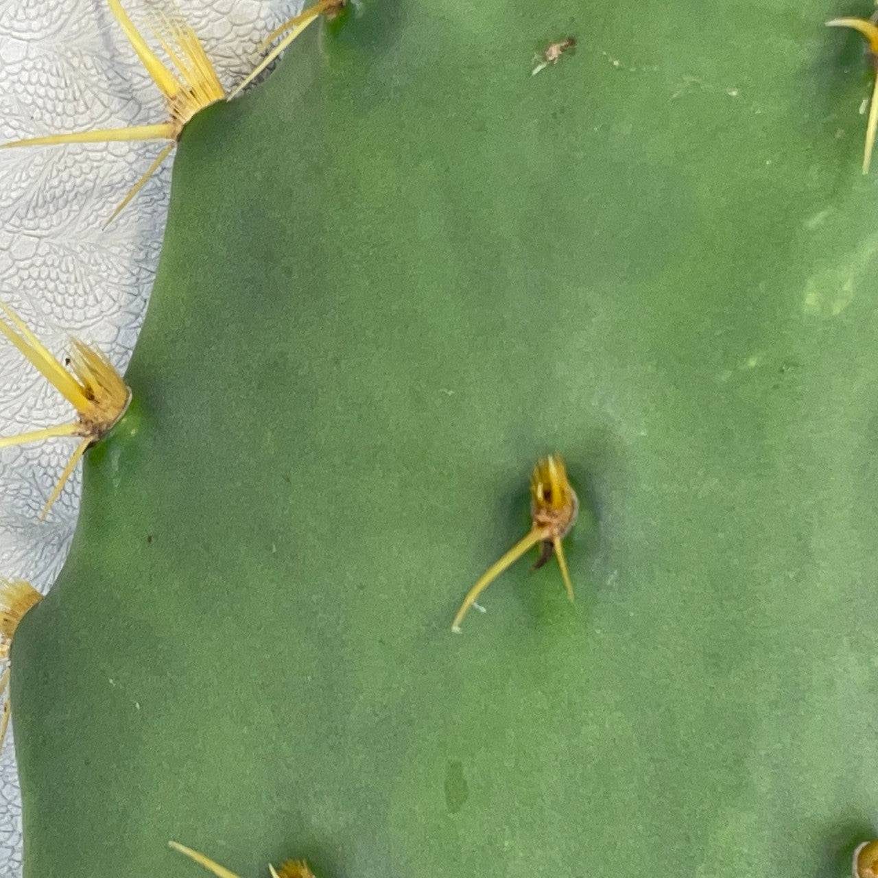 a close up of an opuntia delenii pad showing detail