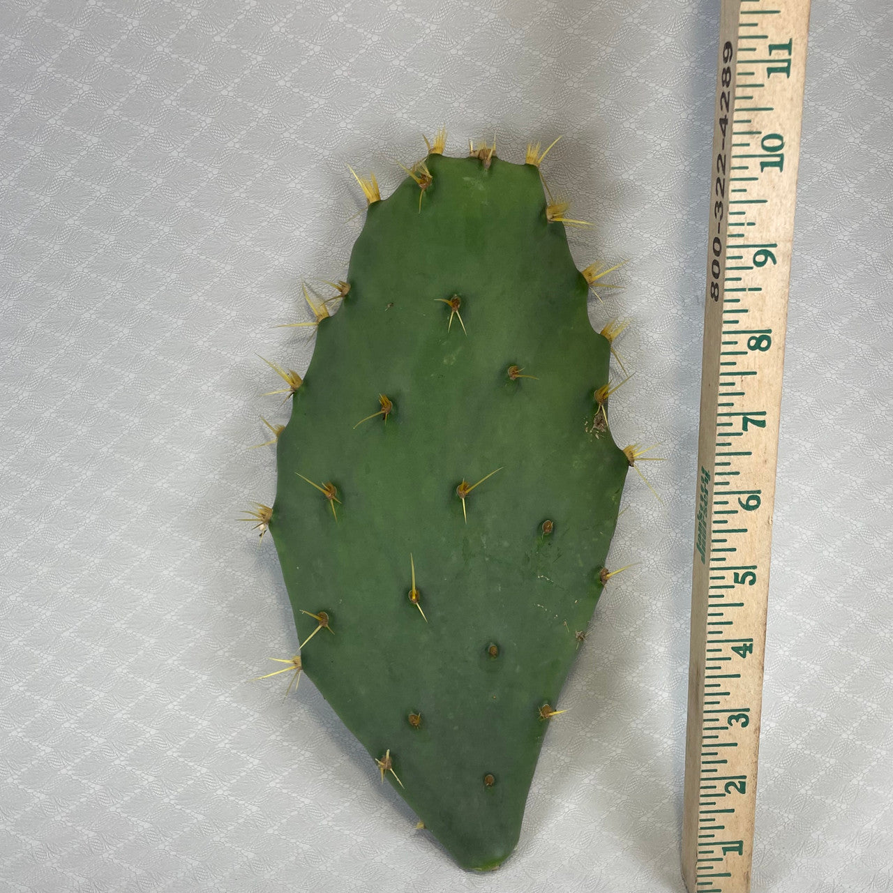 a single opuntia delenii pad next to a measuring stick