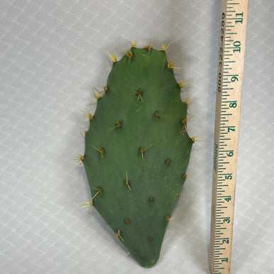 Opuntia Dillenii (Prickly Pear) Pads - 2 Pack