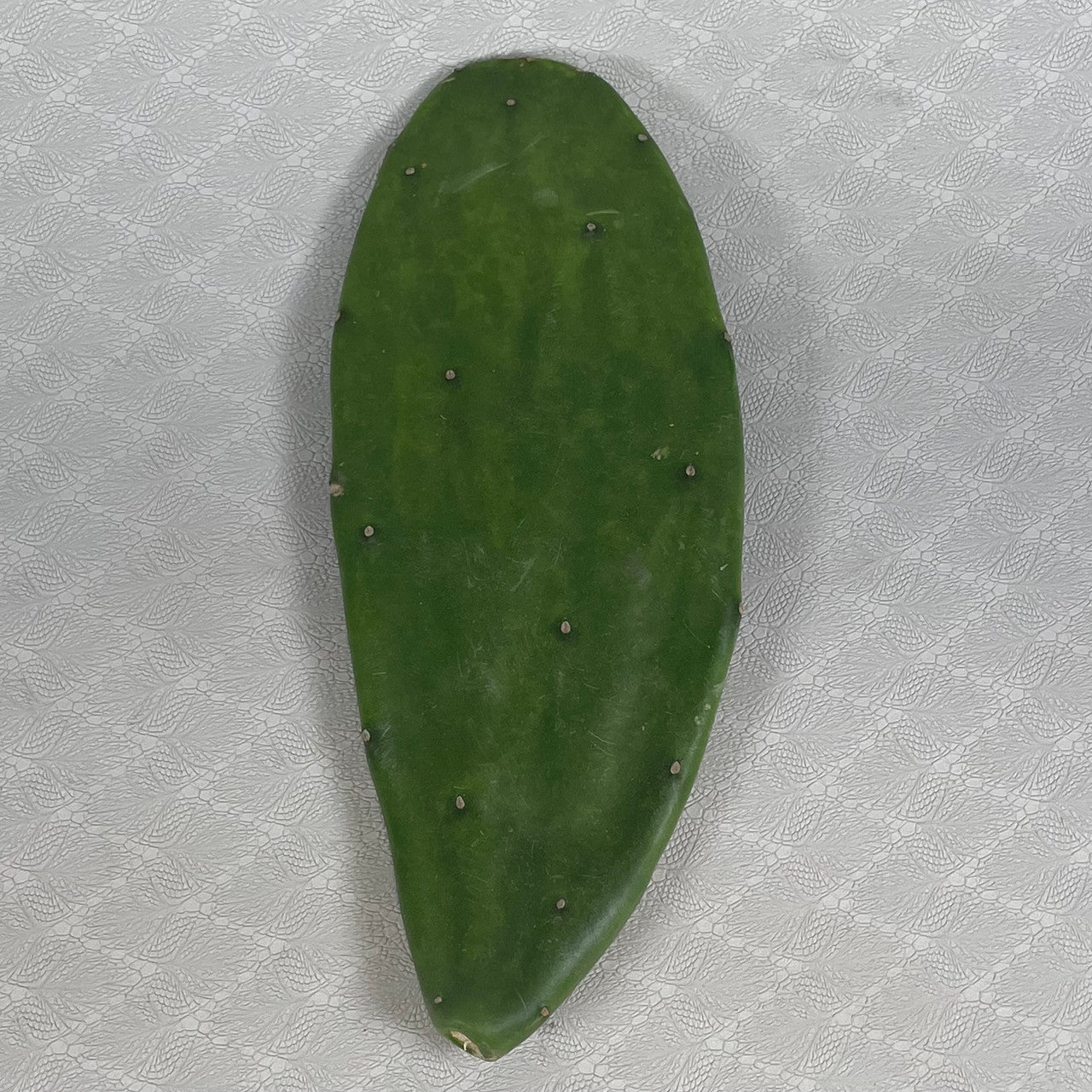prickly pear cactus pads Opuntia Cochenillifera Pads (Prickly Pear / Nopales) – Kesslers Cacti