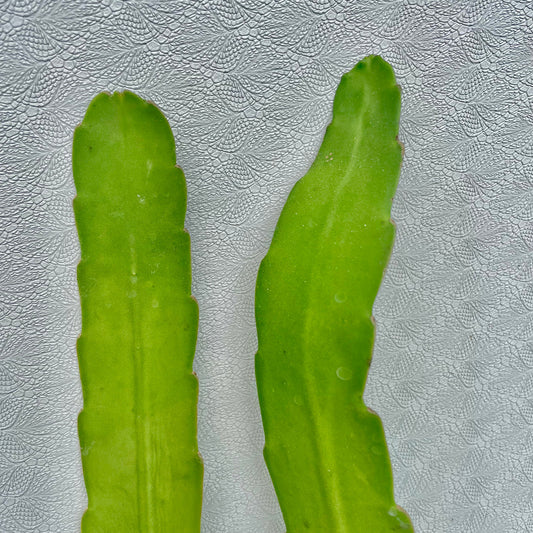Epiphyllum Hookeri (Orchid Cactus) cutting. showing details
