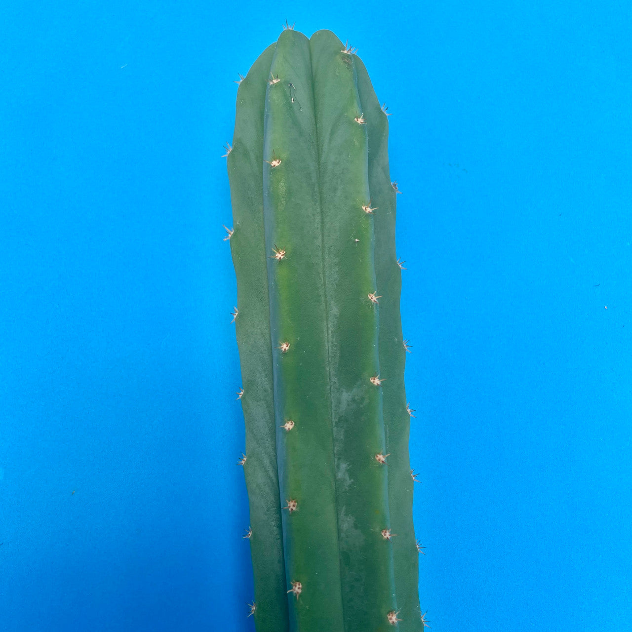 Echinopsis Pachanoi with a blue background