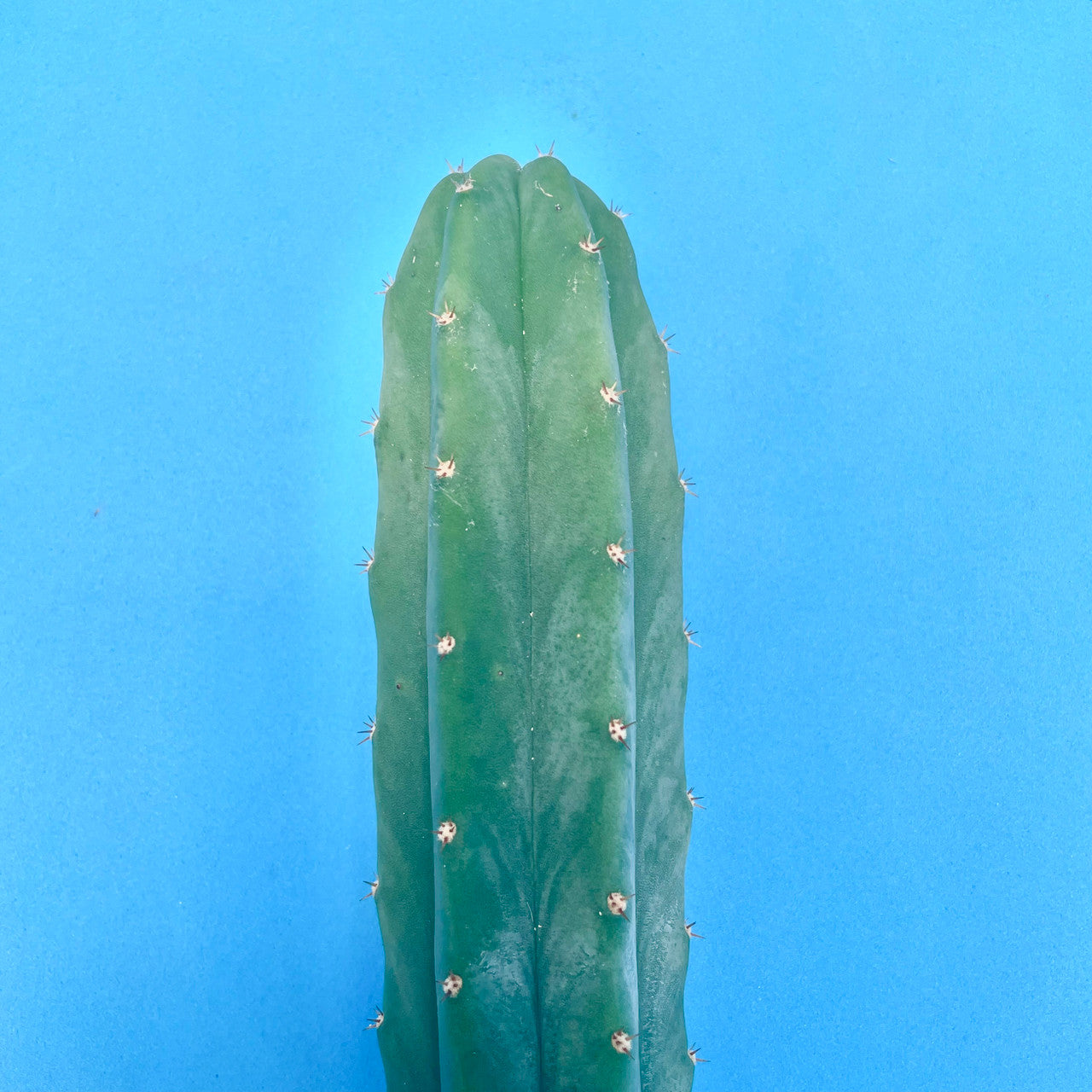 Echinopsis Pachanoi with a blue background