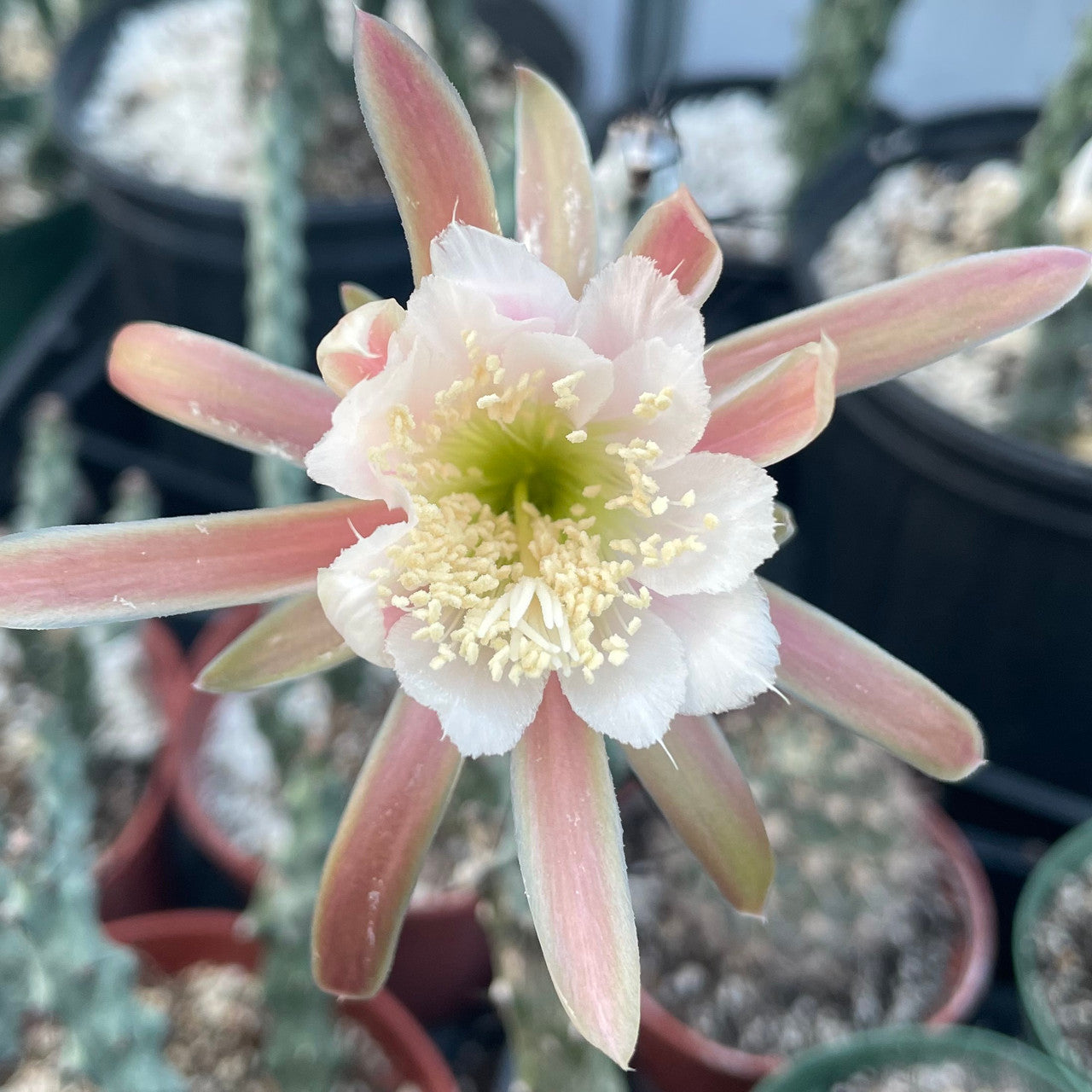 a flowering monvillea spegazzinii cristata