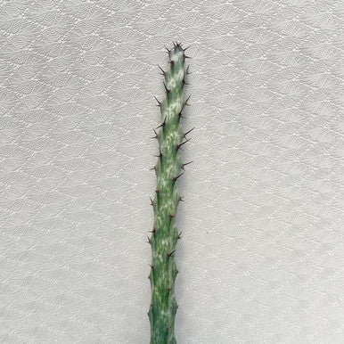 Monvillea Spegazzinii (Moonlight Cactus)