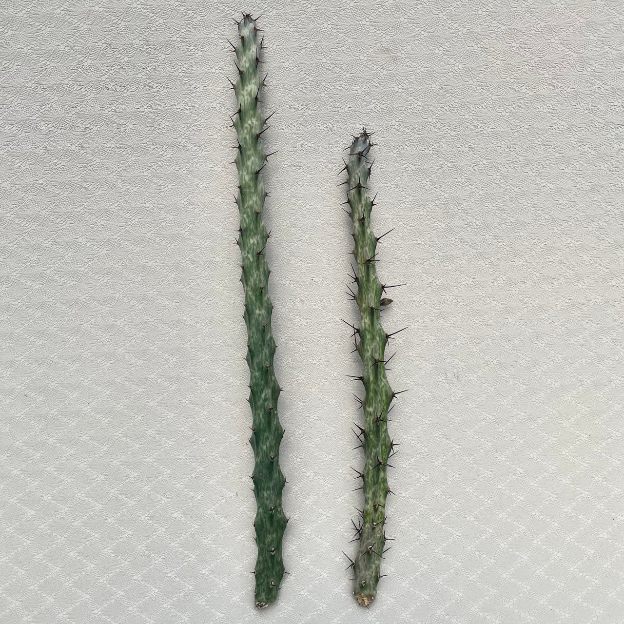 two monvillia spegazzinii cuttings side by side