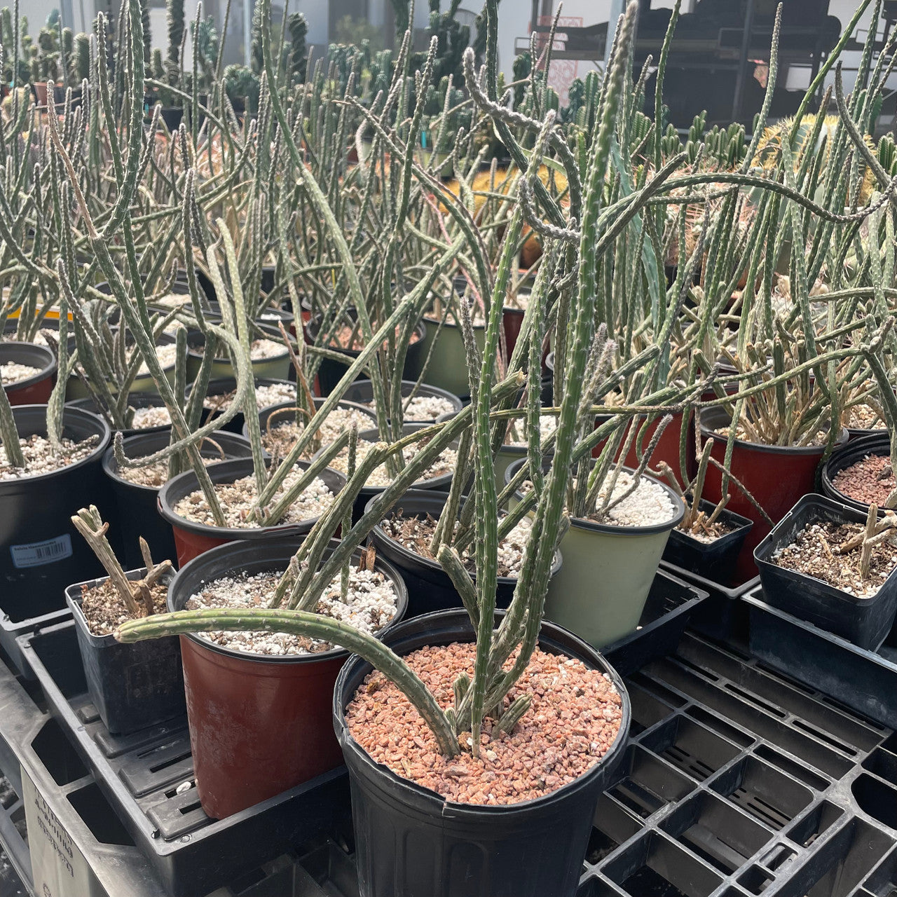 more mature potted cuttings of peniocereus viperinus