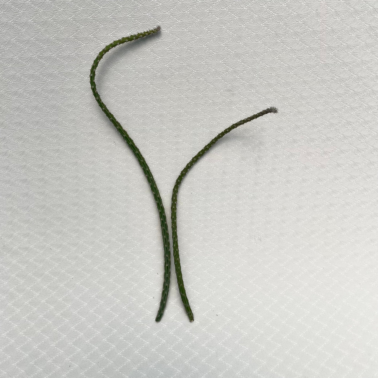 two peniocereus viperinus cuttings side by side
