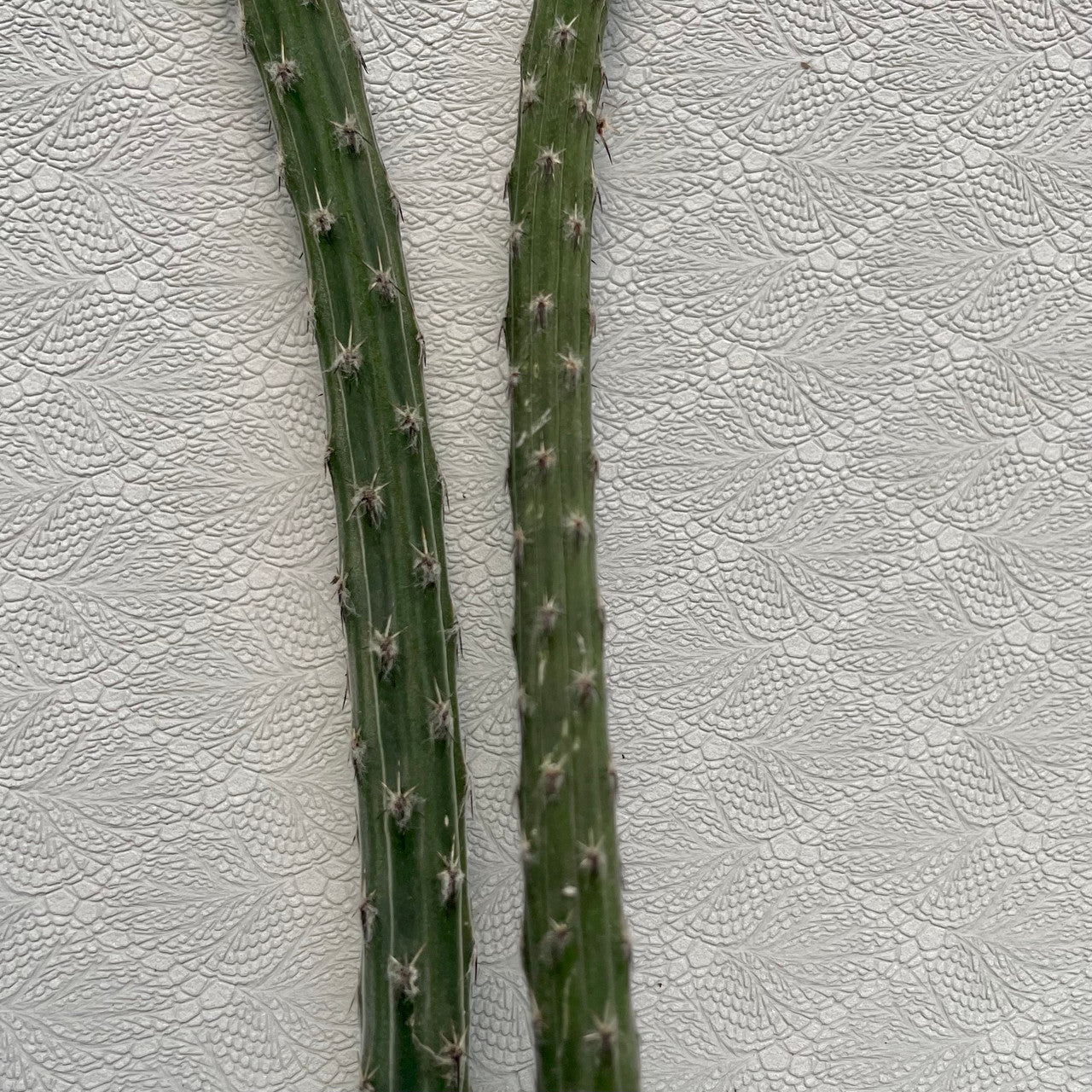 two peniocereus viperinus cuttings close up to show texture