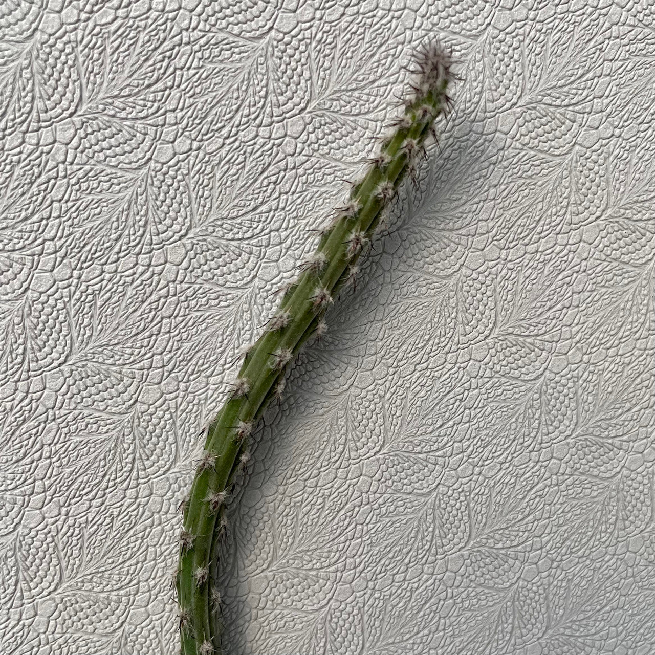 a single Peniocereus viperinus showing texture