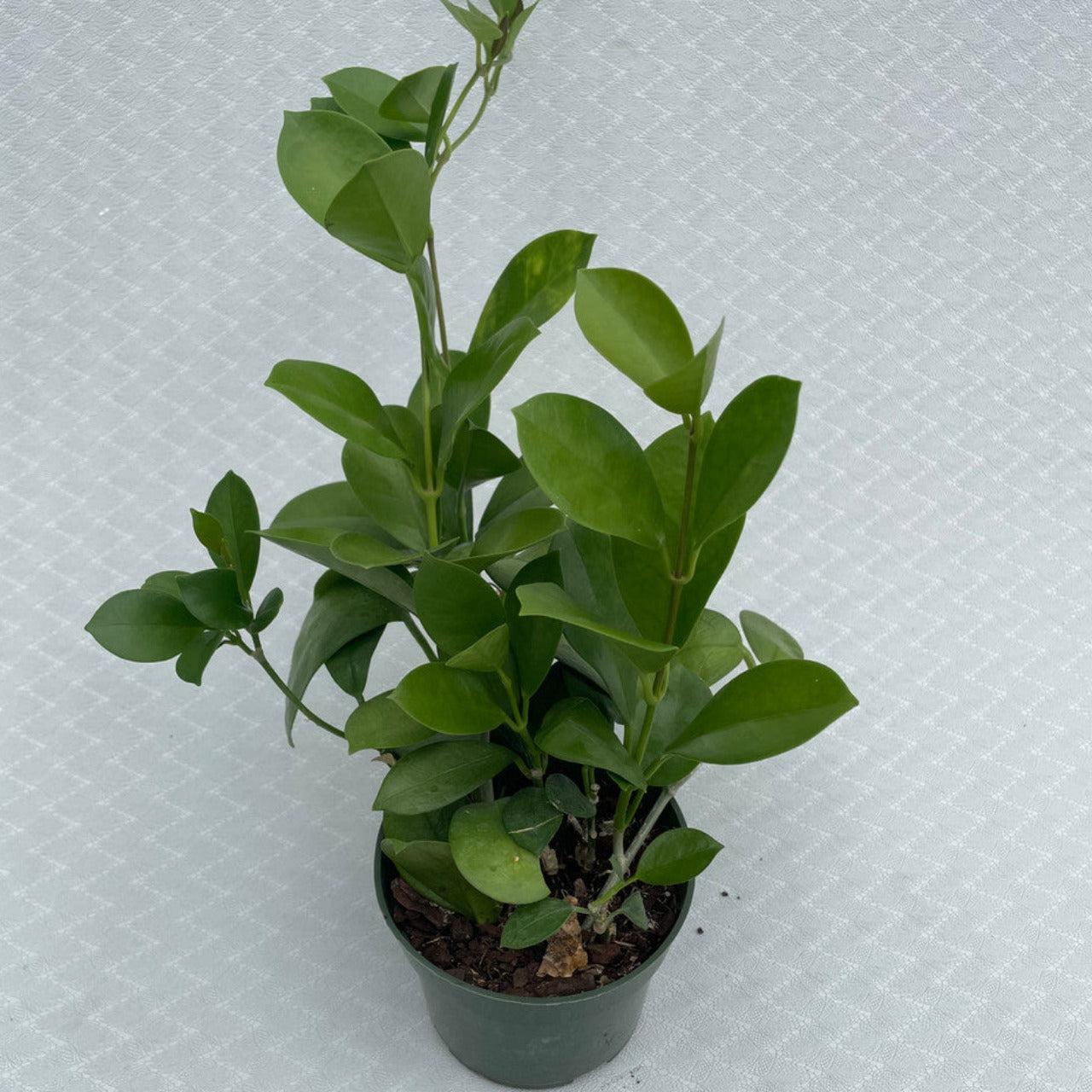 A Hoya Australis Tenuipes in a 4 inch pot