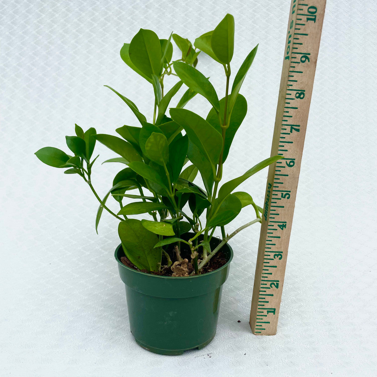 A Hoya Australis Tenuipes next to a measuring stick