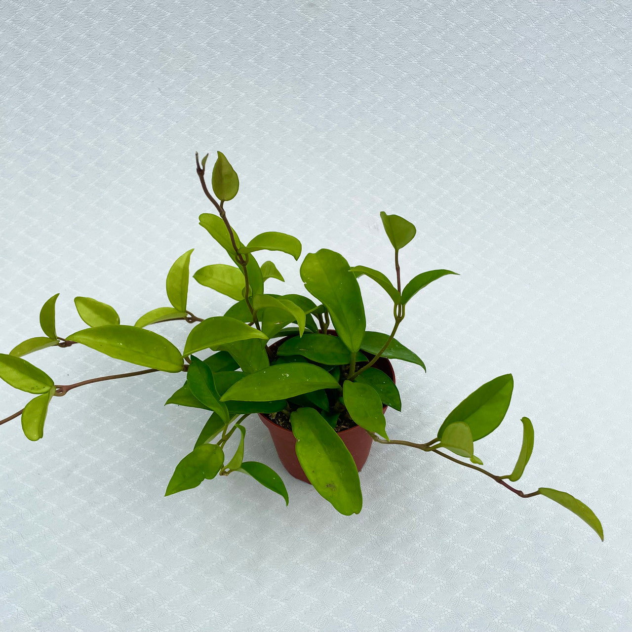 4" Hoya Carnosa