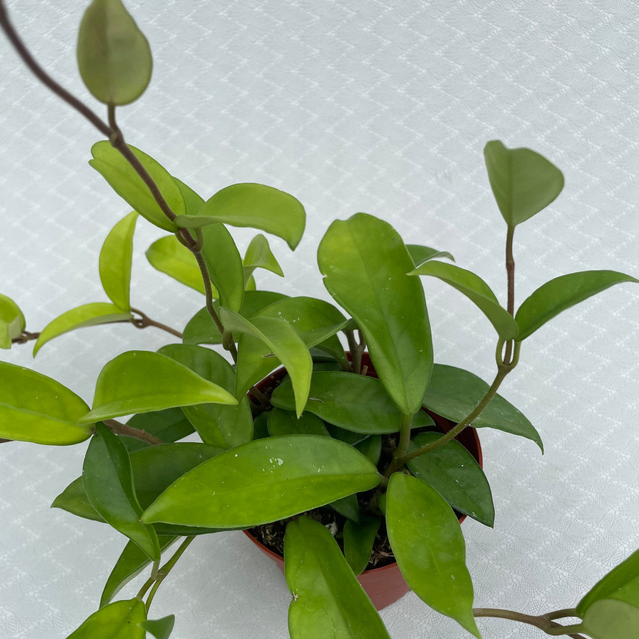 A single Hoya Carnosa