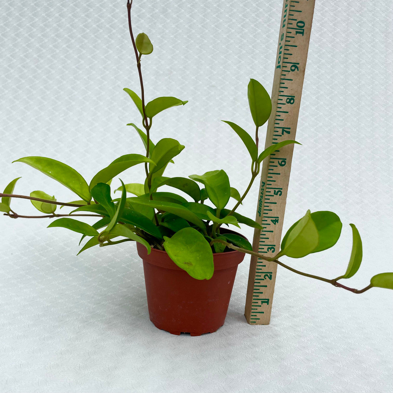 4" Hoya Carnosa next to a measuring stick
