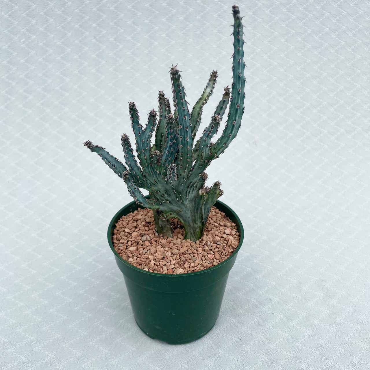 a monvillea spegazzinii cristata in a 4" pot