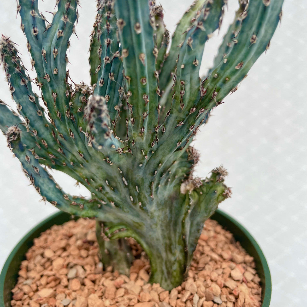 a monvillea spegazzinii cristata close up showing detail