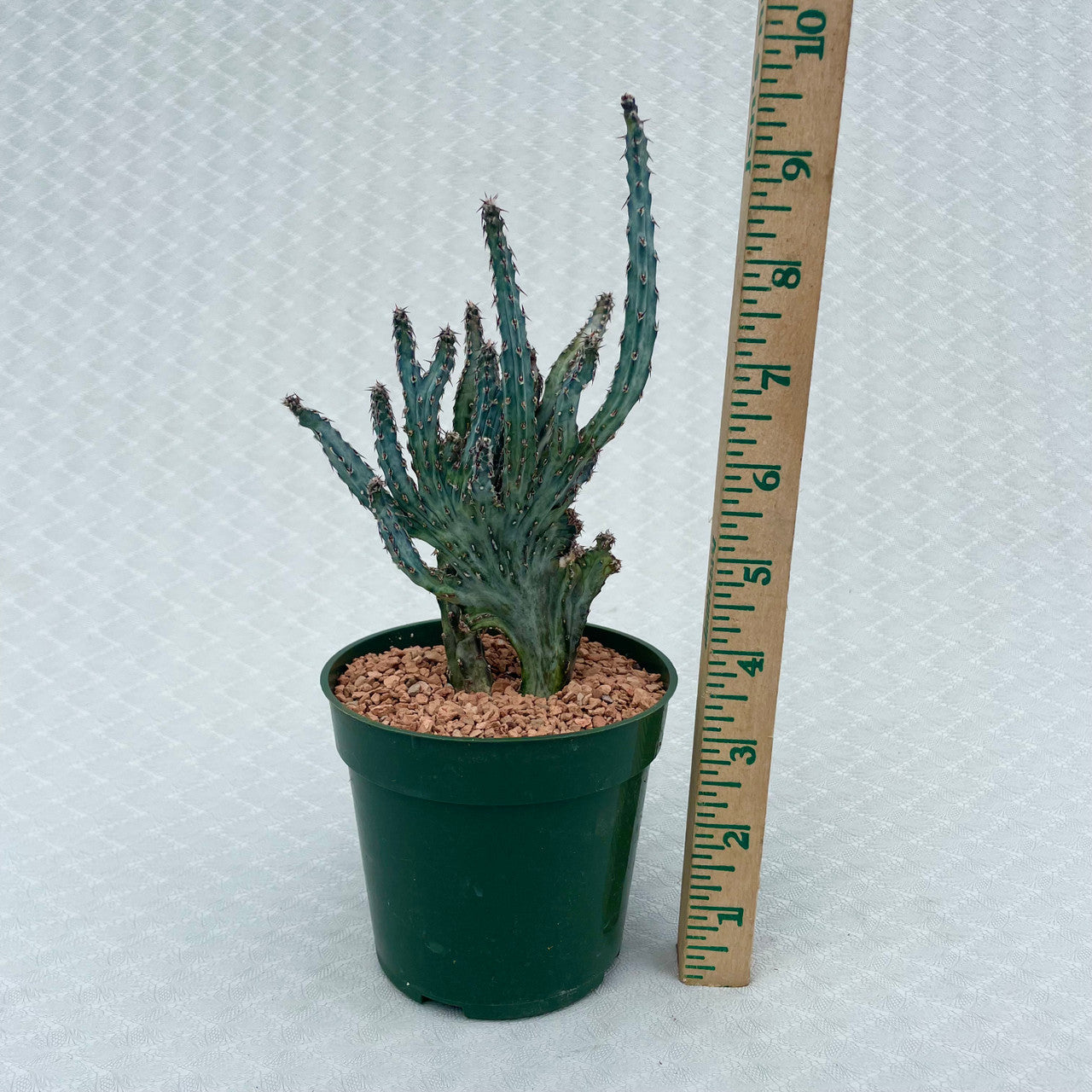 a monvillea spegazzinii cristata next to a measuring stick