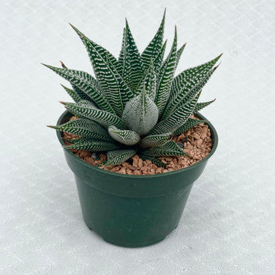 Haworthia Miami (Collector's Plant)