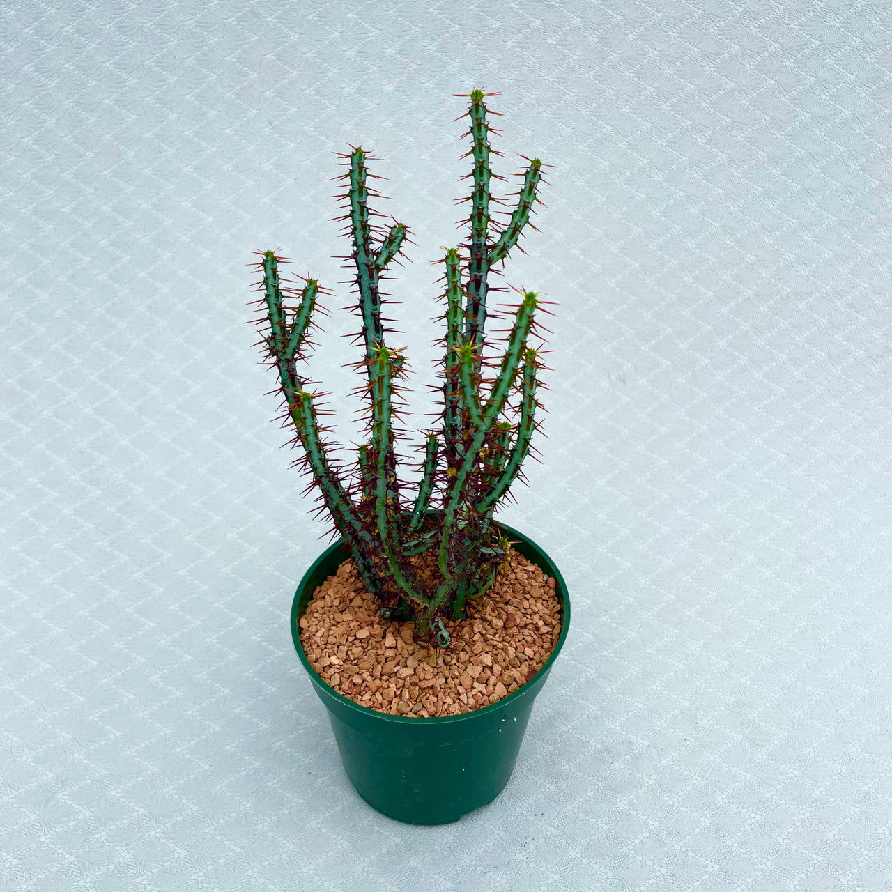 A Euphorbia Aeruginosa Minor in a 4 inch pot