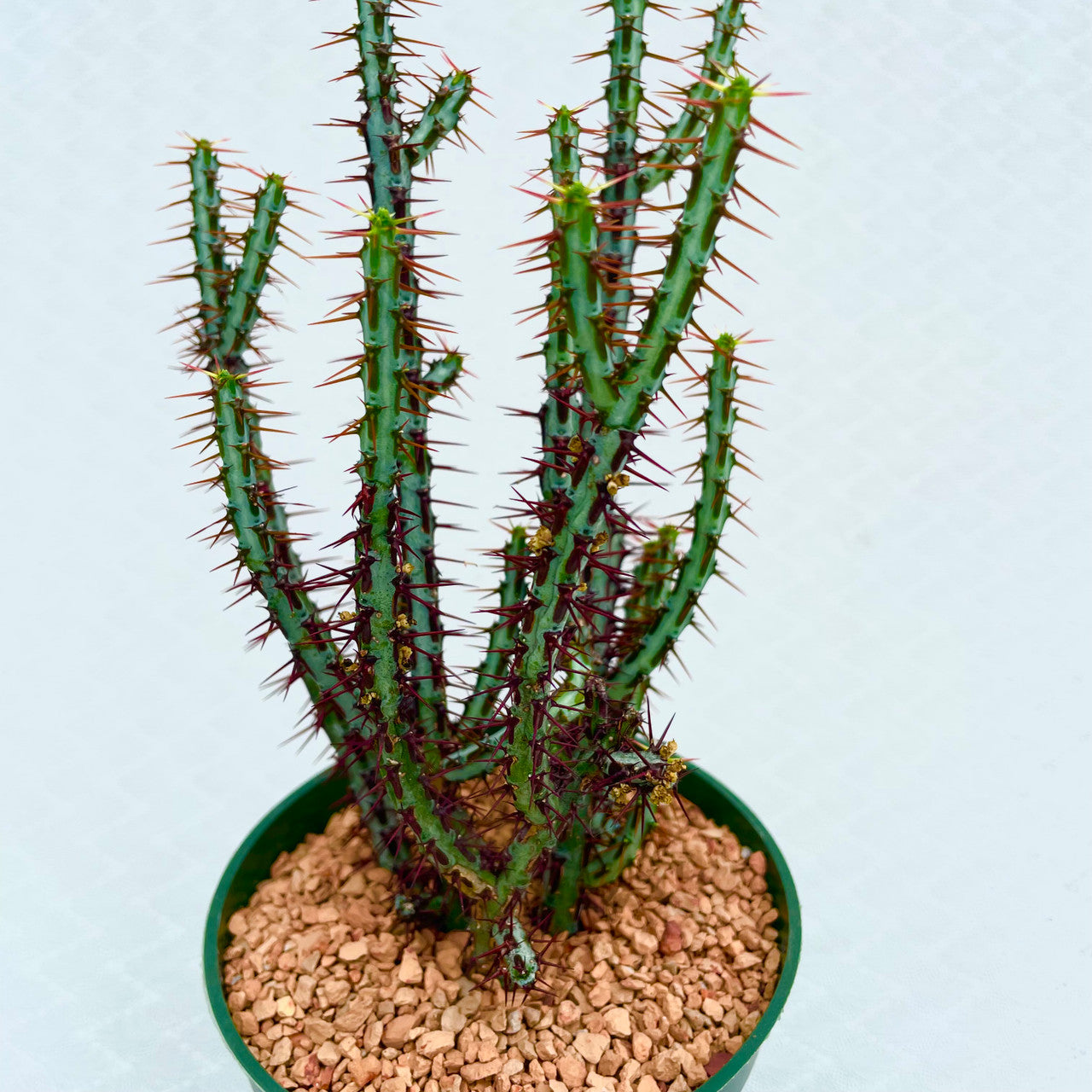 A single Euphorbia Aeruginosa Minor in a pot