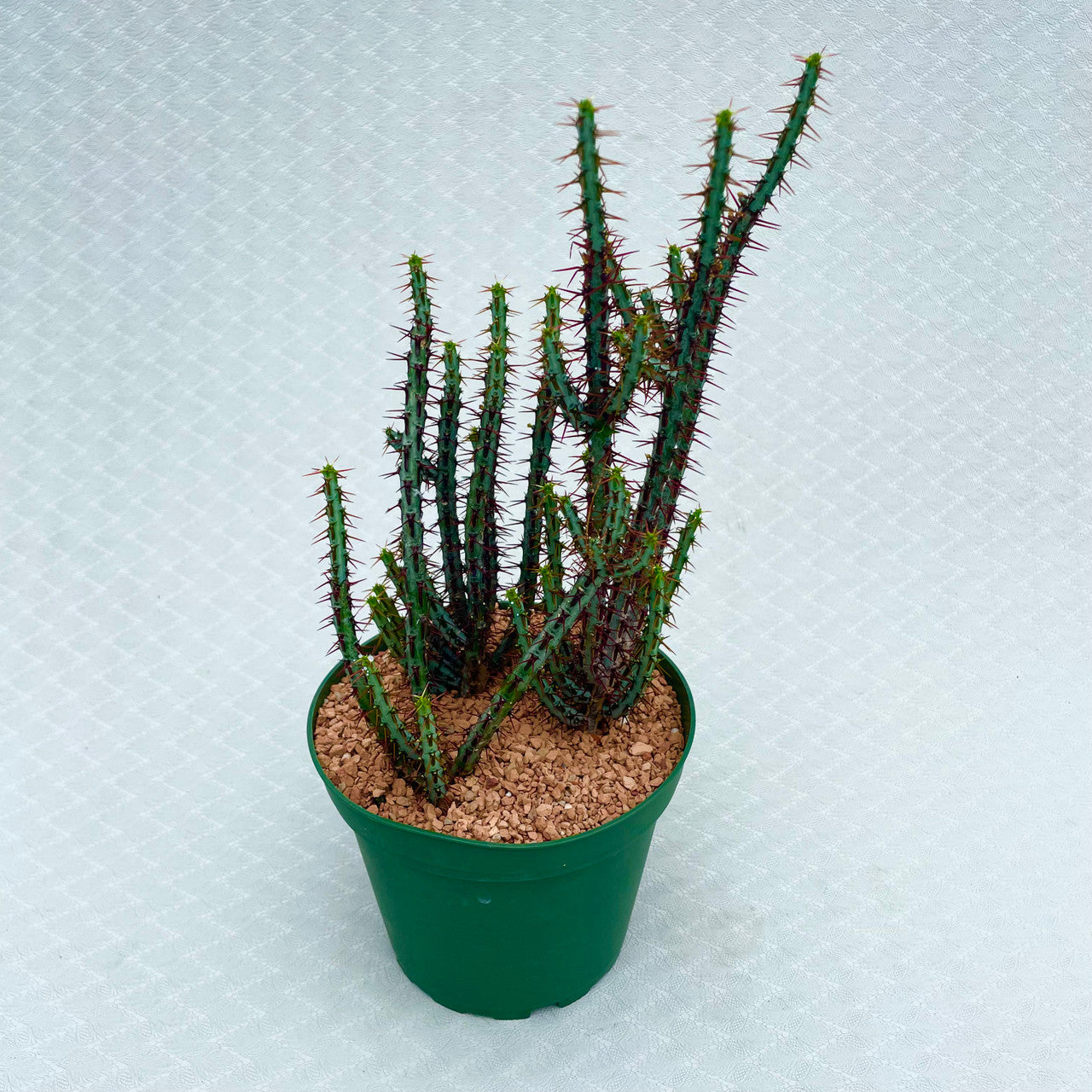 A Euphorbia Aeruginosa Minor in a 5.5 inch pot