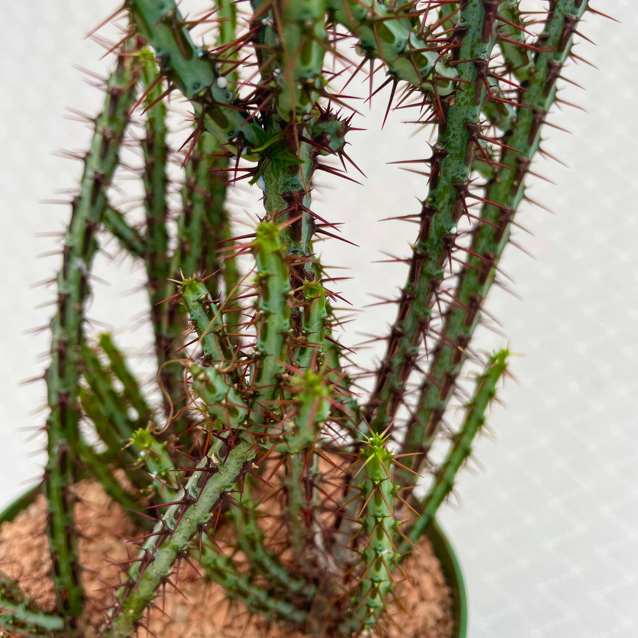 A Euphorbia Aeruginosa Minor close up to show detail