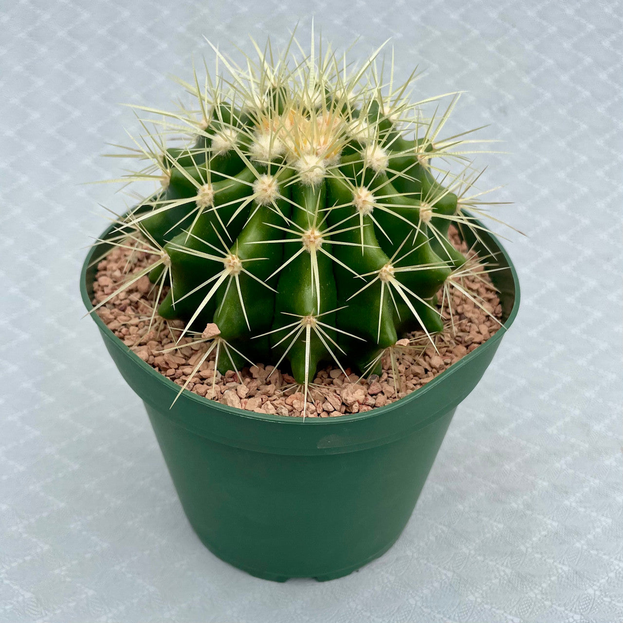 a single echinocactus grusonii