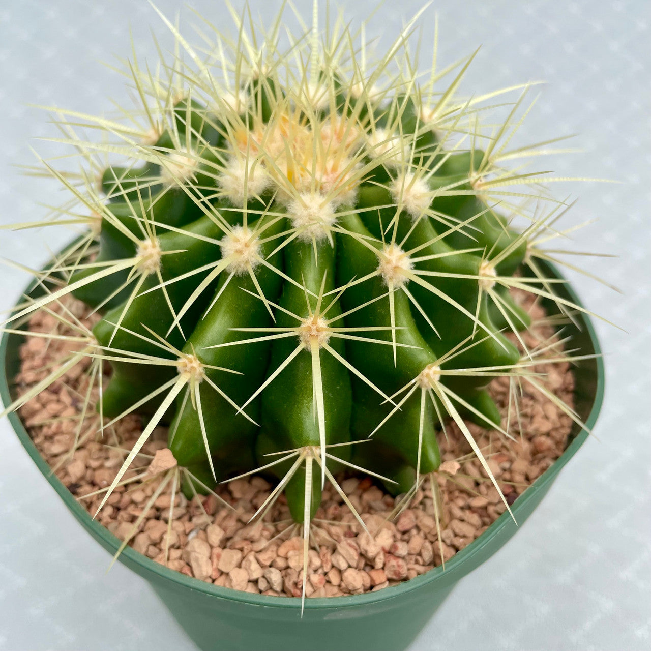 close up of an echinocactus grusonii