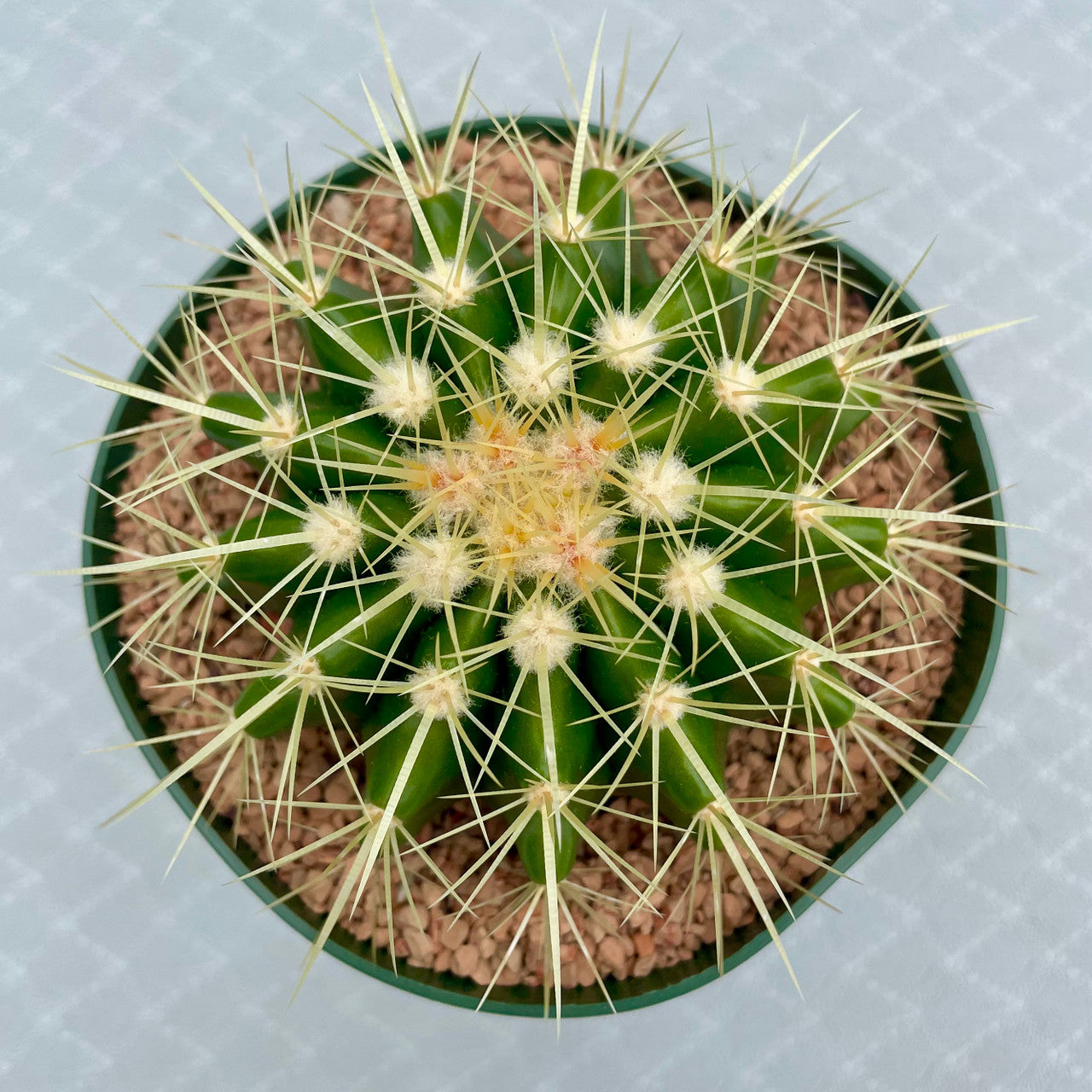 echinocactus grusonii top view