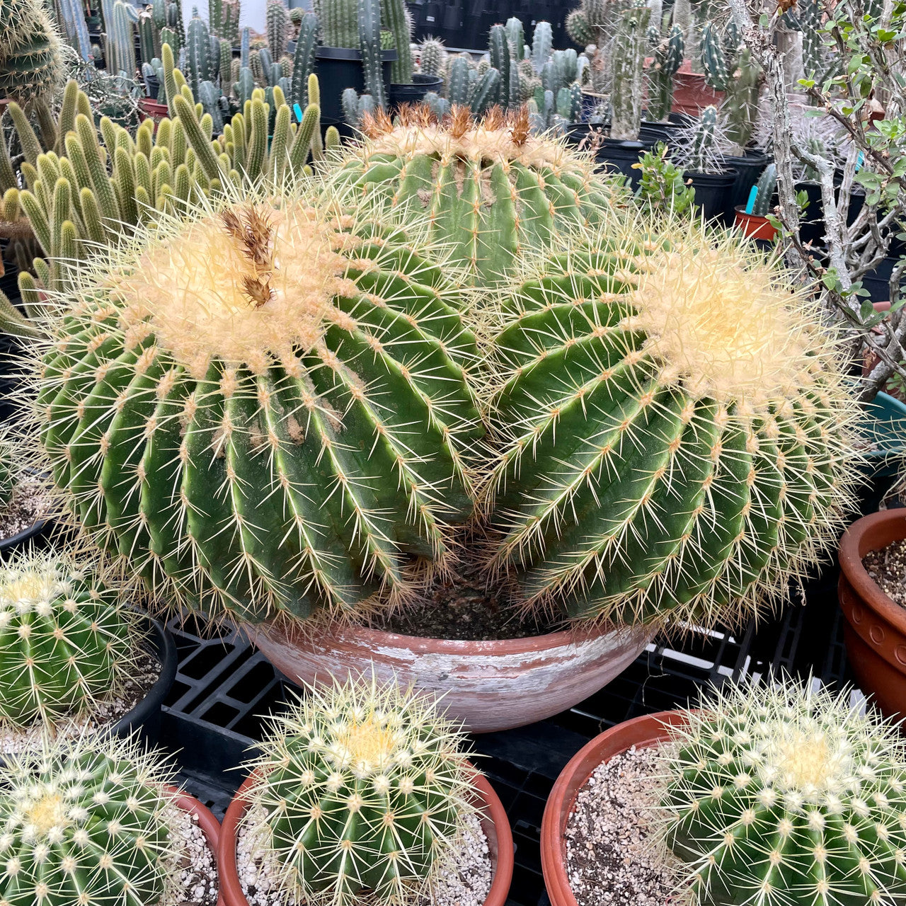 a mature echinocactus grusonii