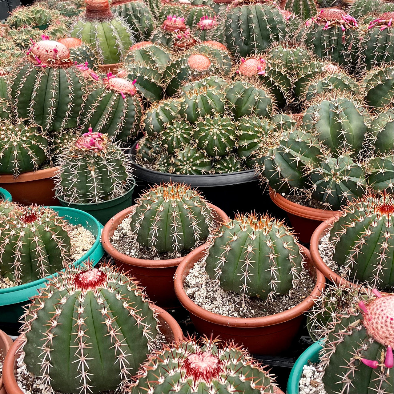 Melocactus Bahiensis