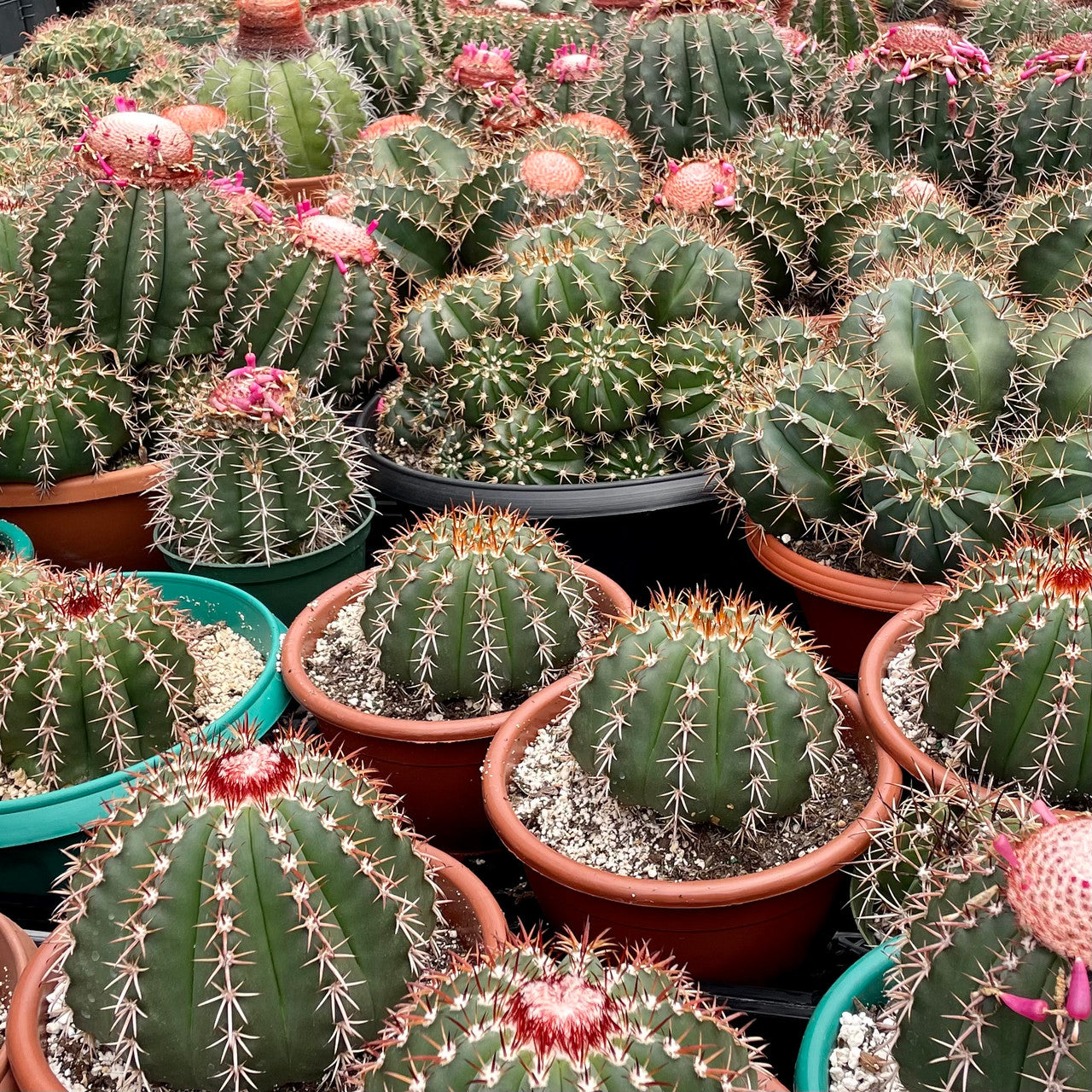 Melocactus Bahiensis (Turk's Cap)