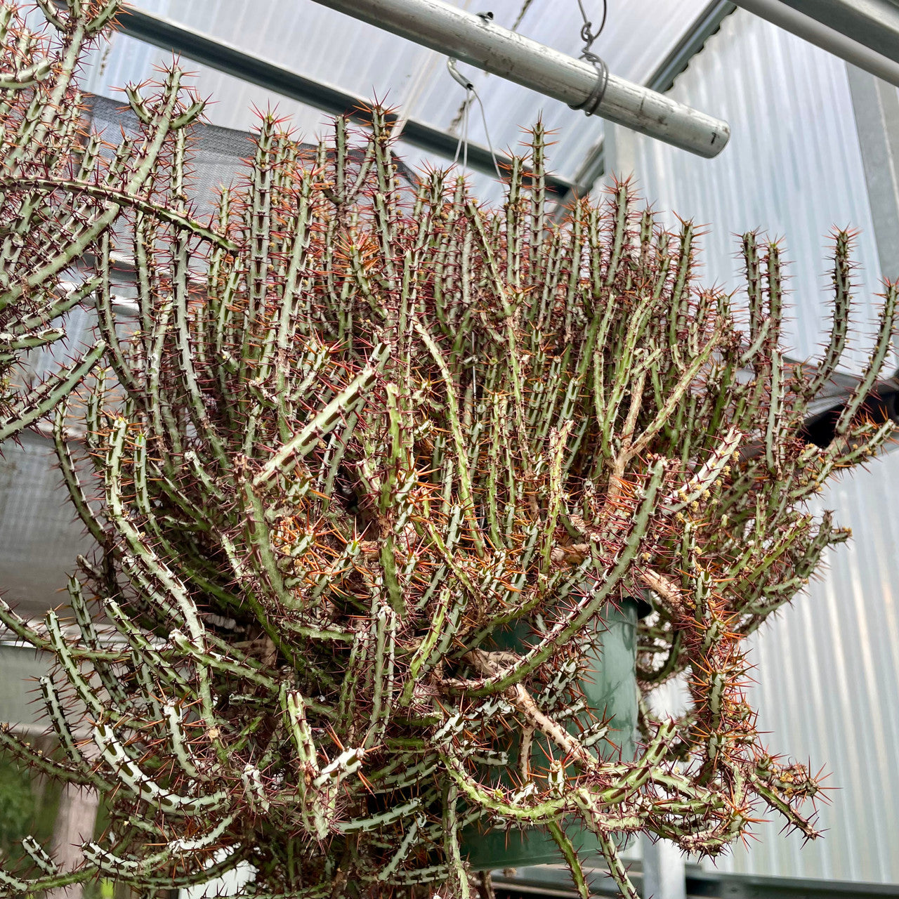 A mature Euphorbia Aeruginosa Minor in a hanging basket