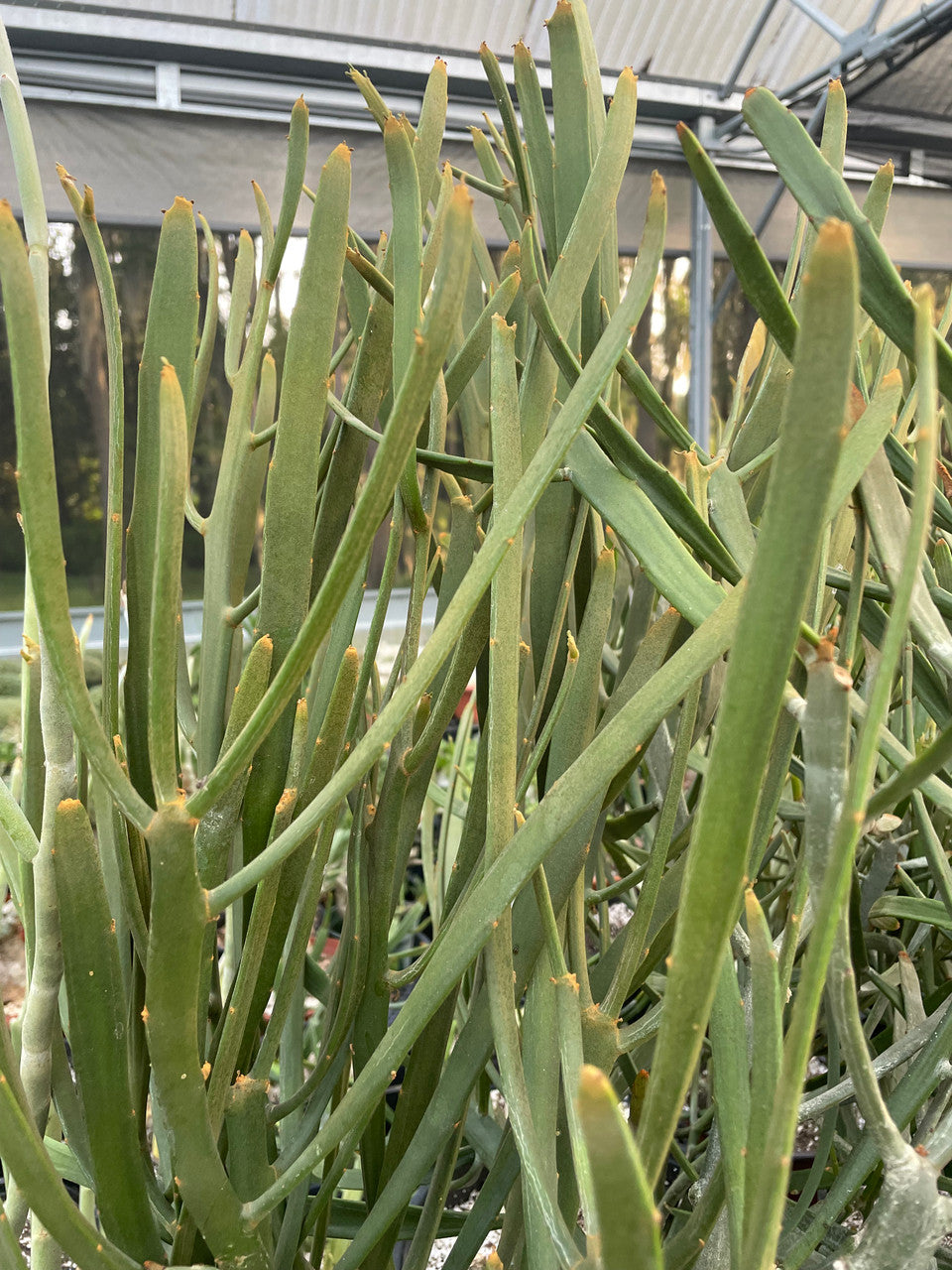 a mature Euphorbia Xylophylloides showing detail
