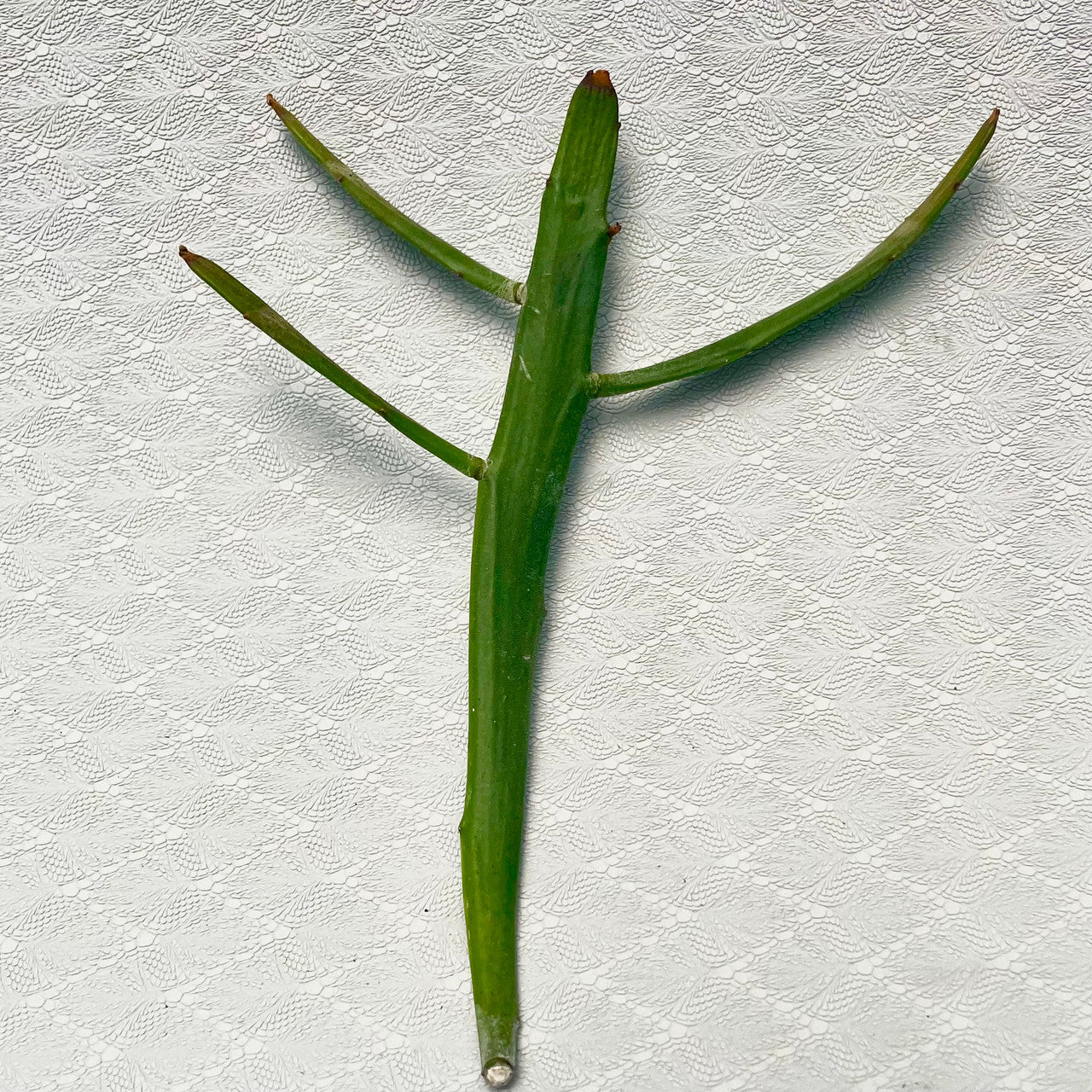 a small Euphorbia Xylophylloides cutting