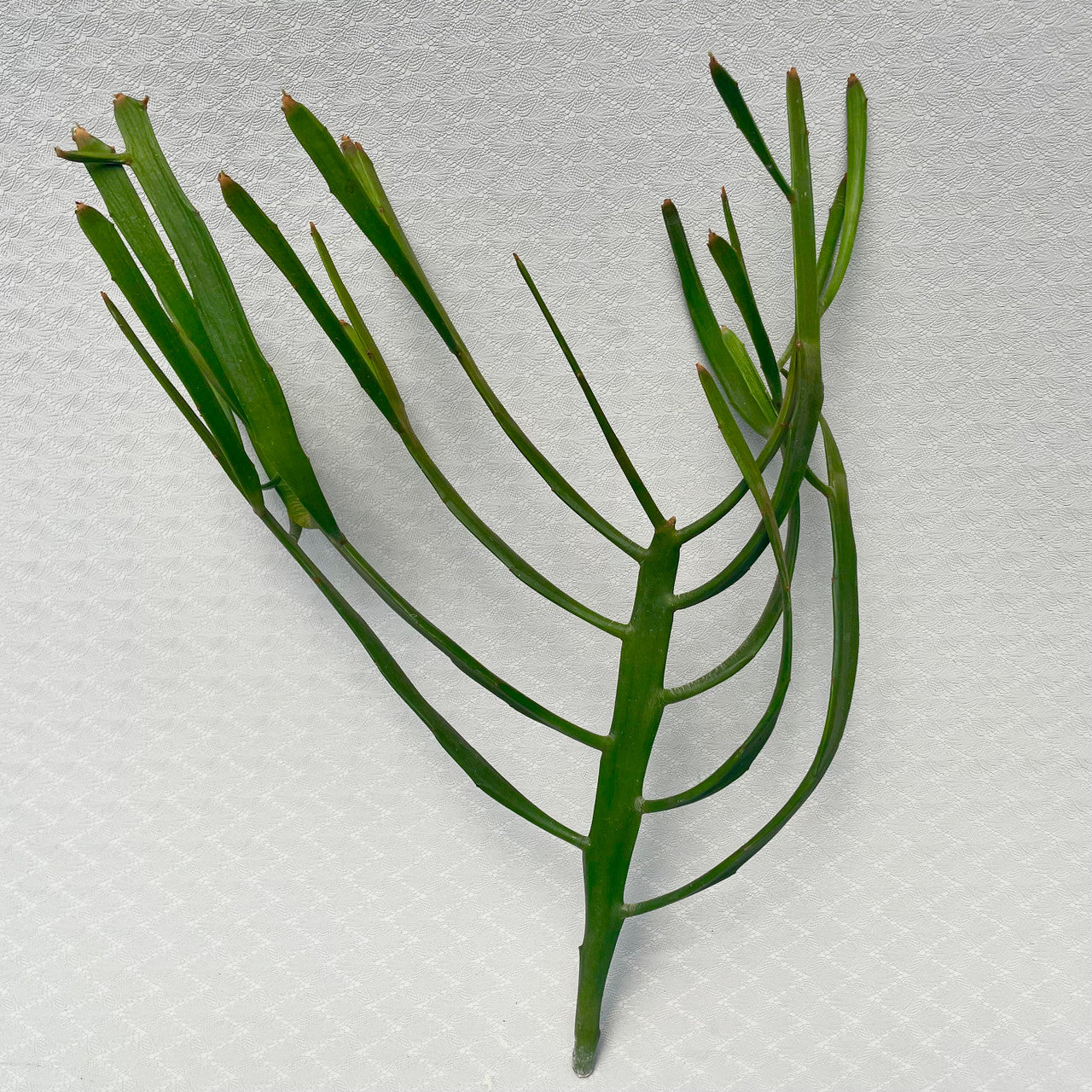 a large Euphorbia Xylophylloides cutting
