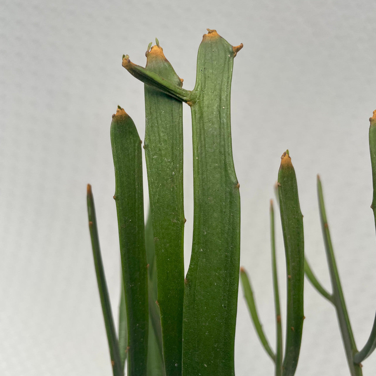 a Euphorbia Xylophylloides cutting up close to show detail
