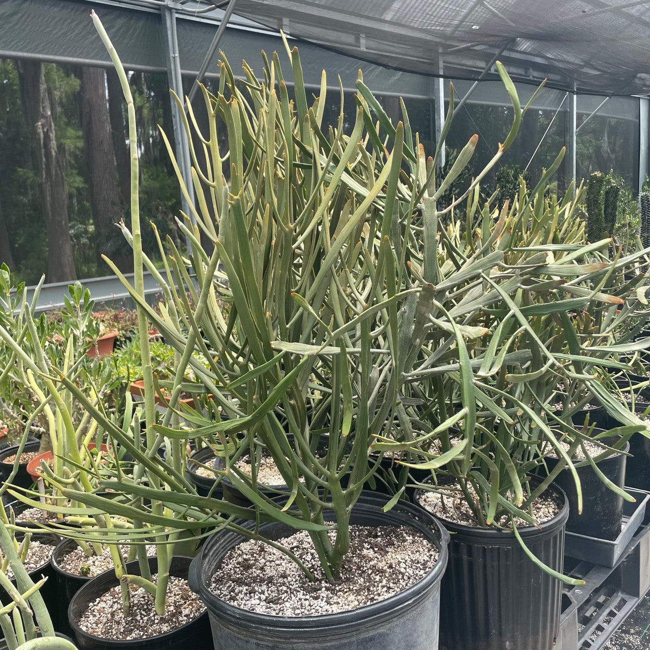 a mature Euphorbia Xylophylloides