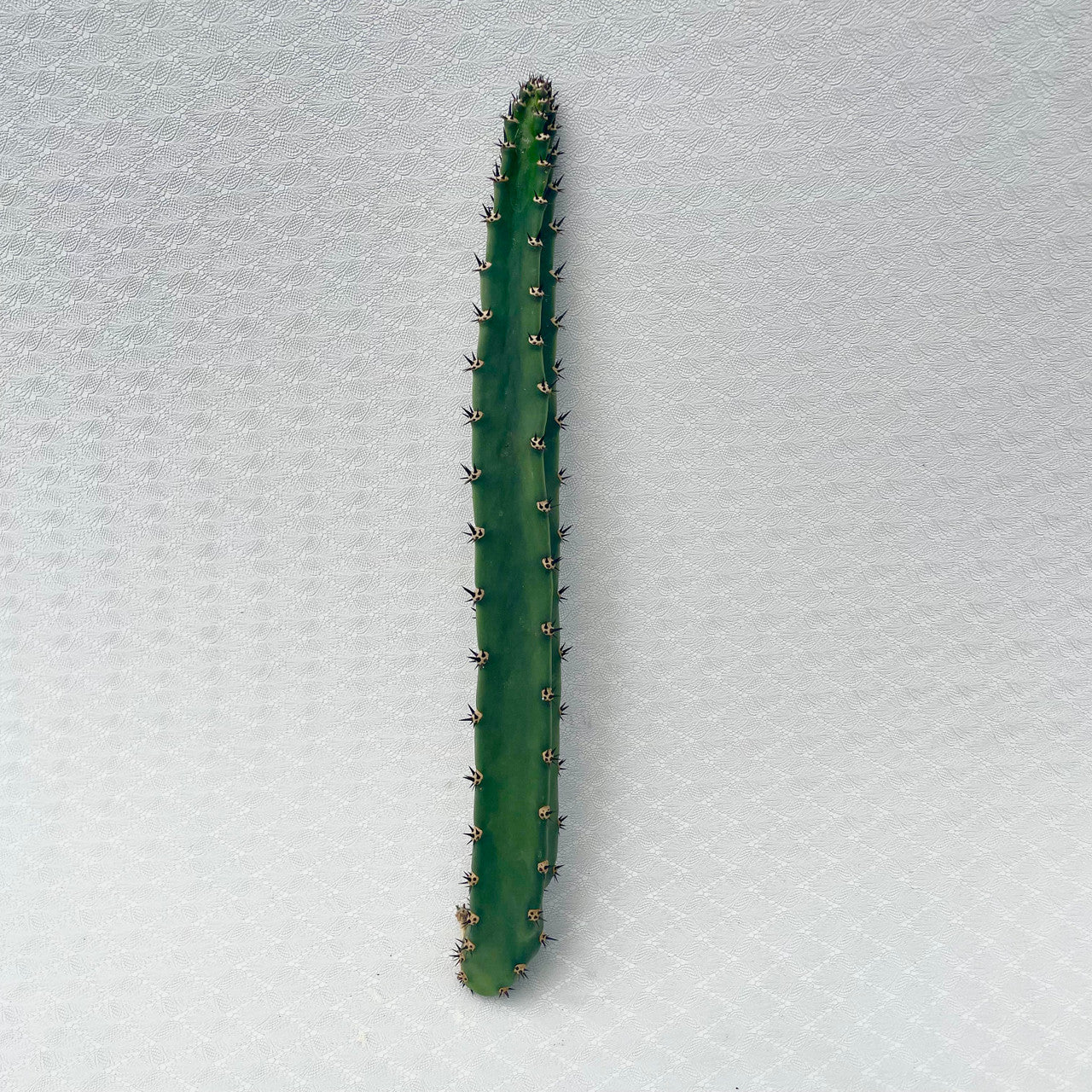 a single Harrisia Jusbertii cutting
