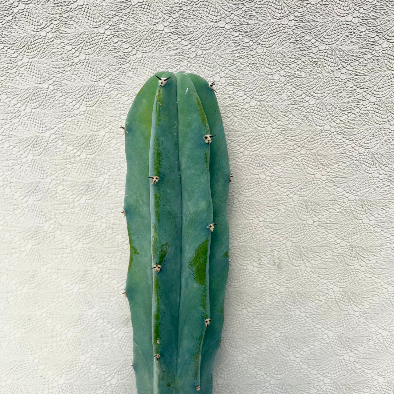 a Myrtillocactus Geometrizans close up to show detail