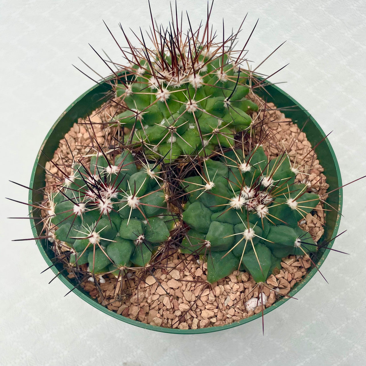 a Mammillaria Melanocentra in a 5.5 inch pot top view