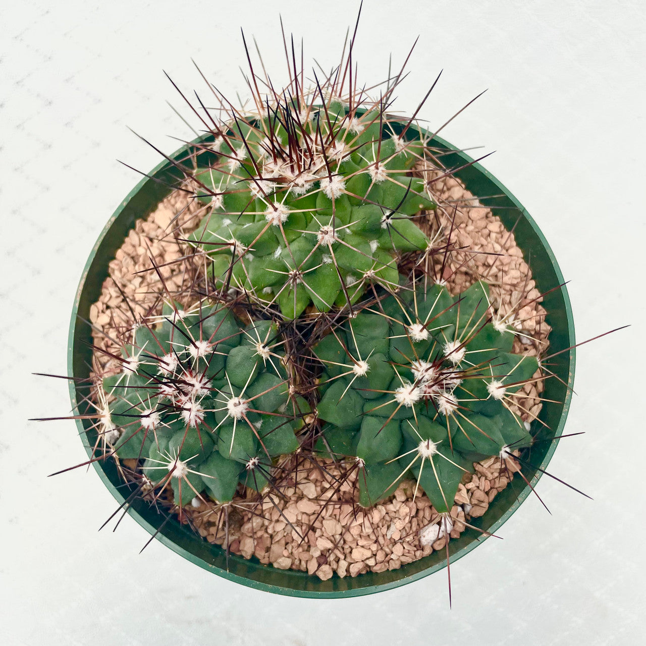 a Mammillaria Melanocentra in a 5.5 inch pot