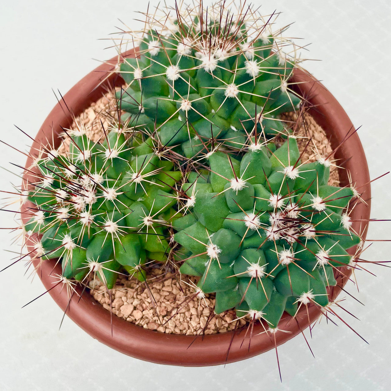 a Mammillaria Melanocentra in a 7.5 inch pot top view