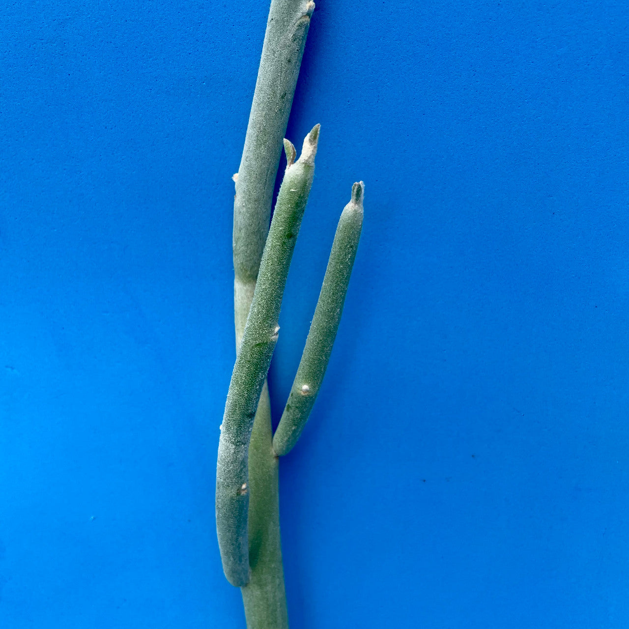 a Pedilanthus Macrocarpus cutting