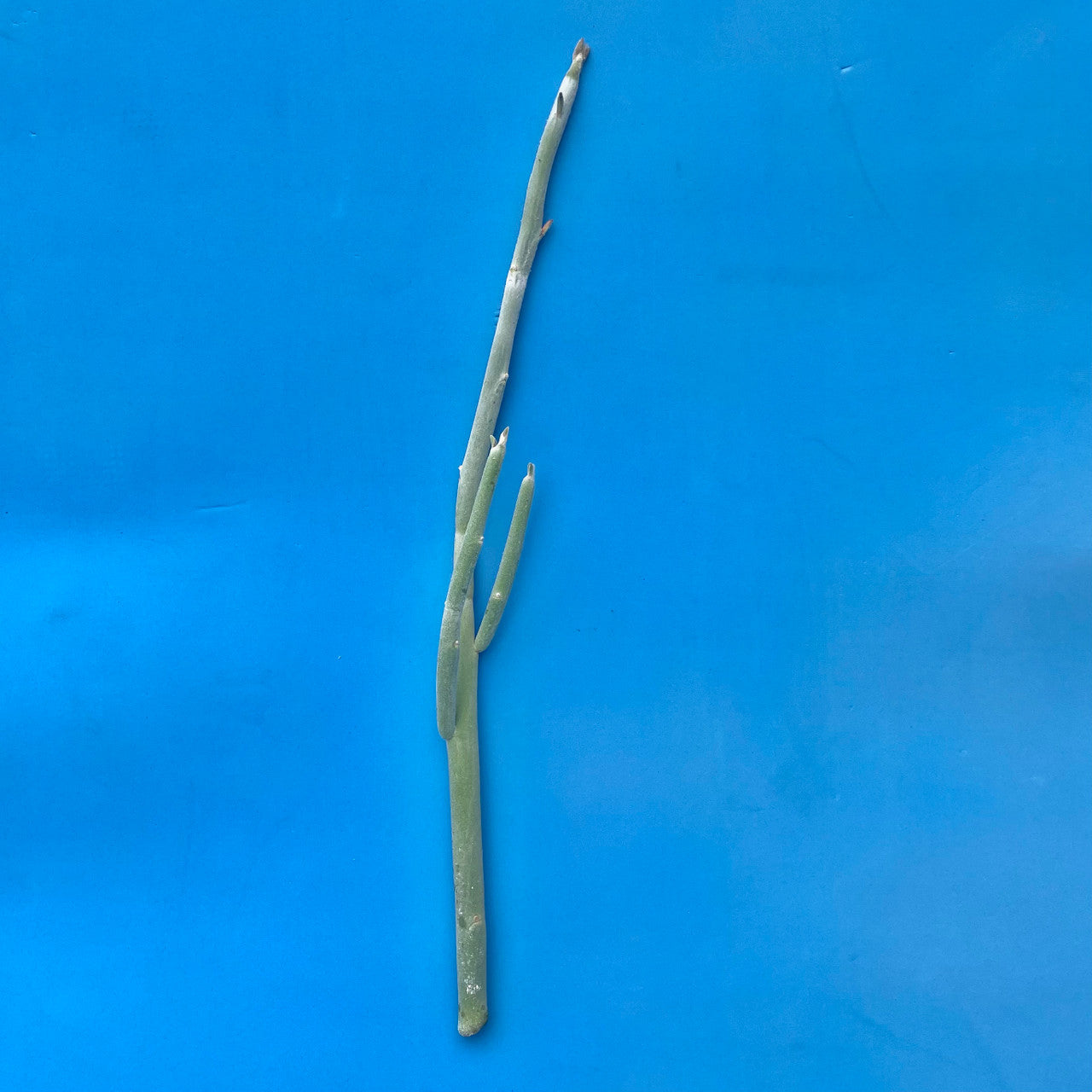 a Pedilanthus Macrocarpusa cutting view 3