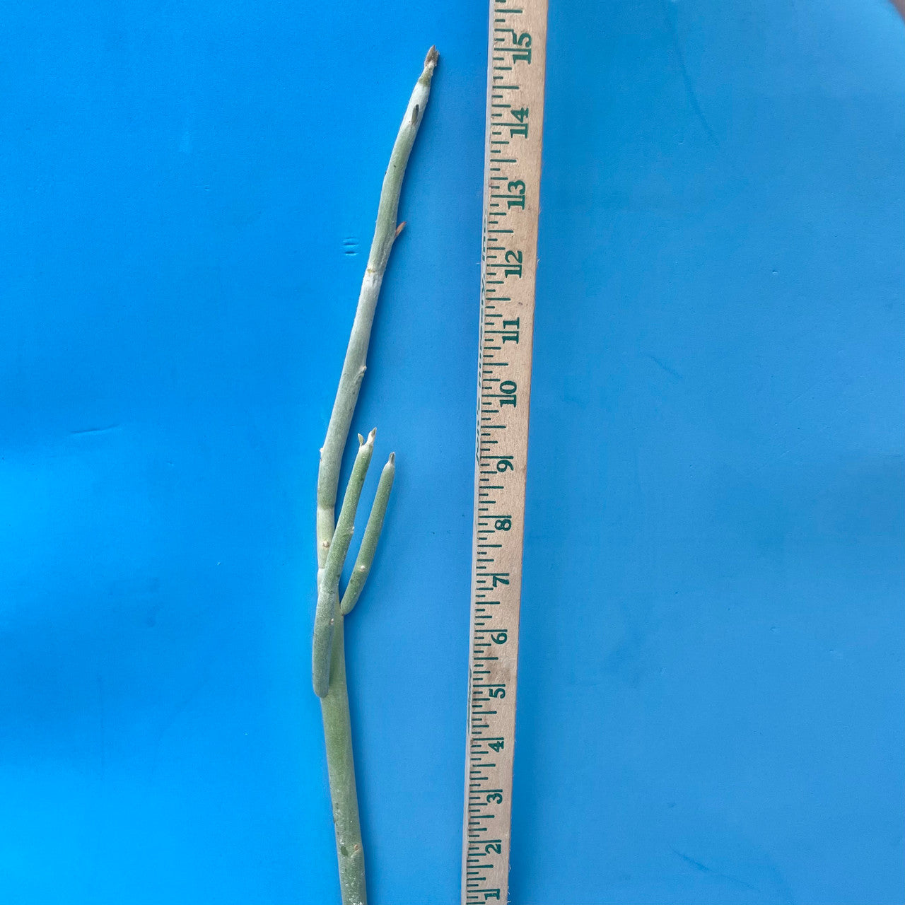 a Pedilanthus Macrocarpus cutting next to a measuring stick