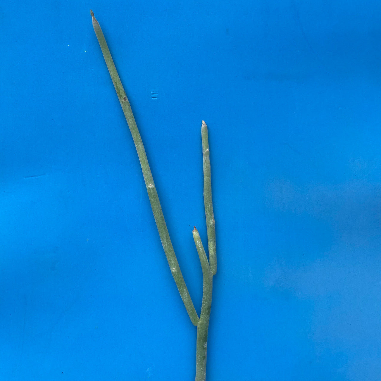 a Pedilanthus Macrocarpus cutting view 2